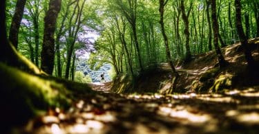 Sentiers secrets en Dordogne : randonnées à découvrir